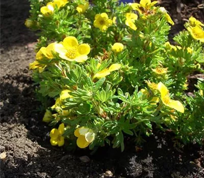 Potentilla fruticosa 'Kobold'