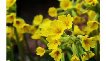 Frühlings-Schlüsselblume
