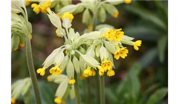 Frühlings-Schlüsselblume