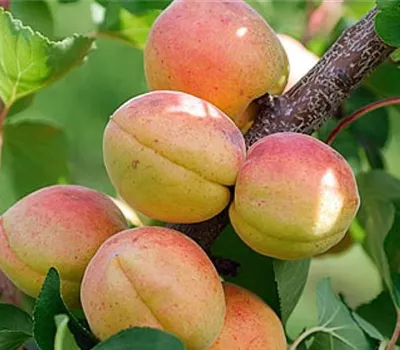 Prunus (Aprikose) 'Bergeron'