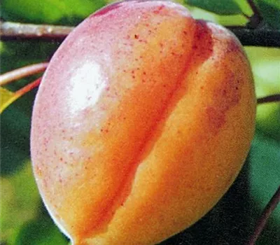 Prunus (Aprikose) 'Goldrich'