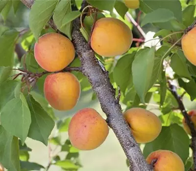 Prunus (Aprikose) 'Hargrand'