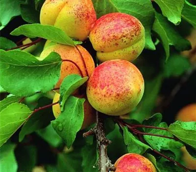 Prunus (Aprikose) 'Luizet'