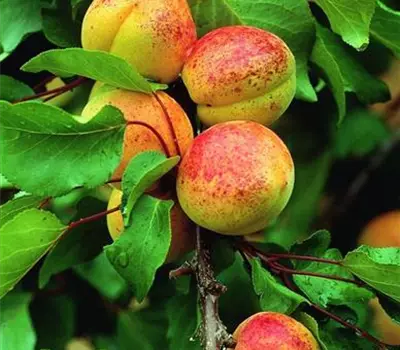 Prunus (Aprikose) 'Luizet'