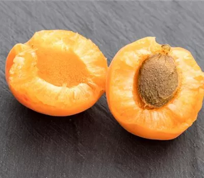 Prunus (Aprikose) armeniaca 'Aprigold'