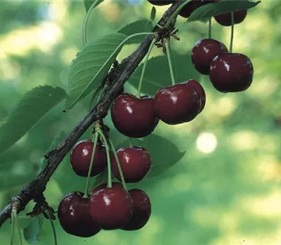 Prunus (Kirsche) 'Kordia'