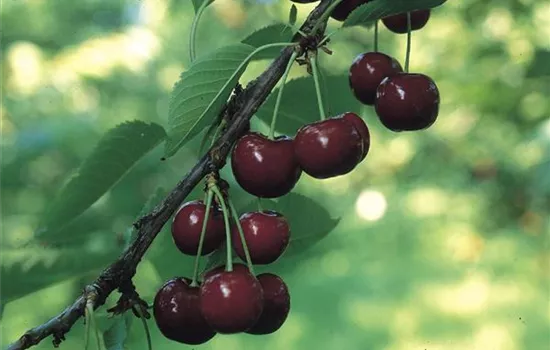 Prunus (Kirsche) 'Kordia'