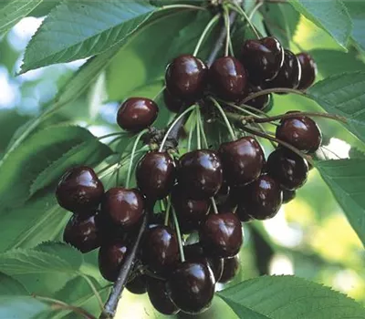 Prunus (Kirsche) 'Regina'