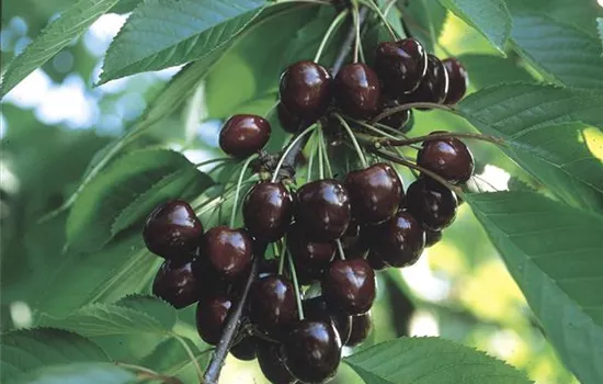 Prunus (Kirsche) 'Regina'