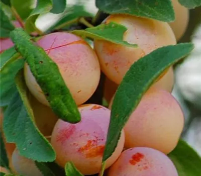 Prunus (Mirabelle) 'Mirabelle de Nancy'