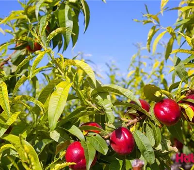 Prunus (Nektarine) 'Nectared 6'