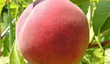 Prunus (Pfirsich) 'Red Haven'