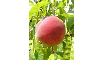 Prunus (Pfirsich) 'Red Haven'