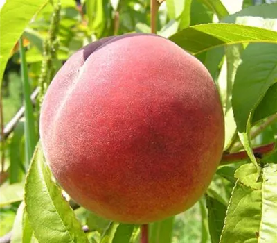 Prunus (Pfirsich) 'Red Haven'