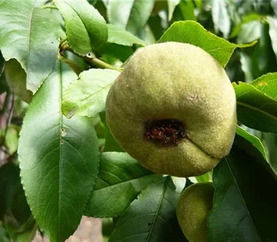 Prunus (Pfirsich) 'Saturn'