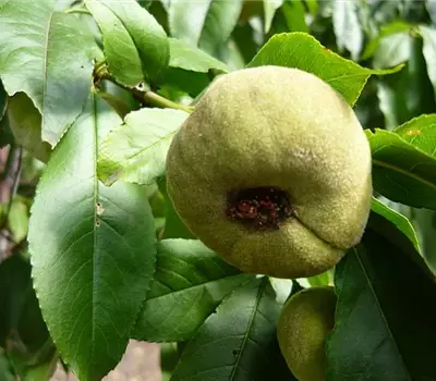Prunus (Pfirsich) 'Saturn'