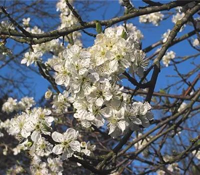 Prunus (Pflaume) 'Opal'
