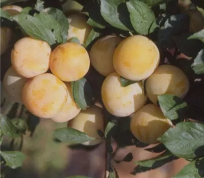 Prunus (Pflaume) 'Reineclaude d'Oullins'