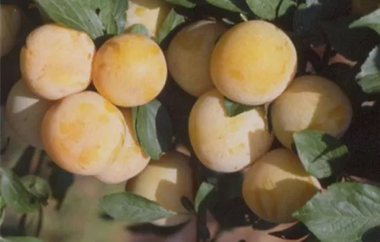 Prunus (Pflaume) 'Reineclaude d'Oullins'