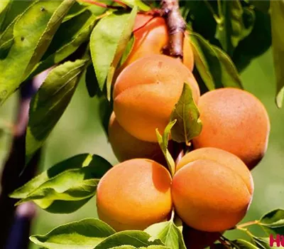Prunus (Säulenaprikose) 'Somo'
