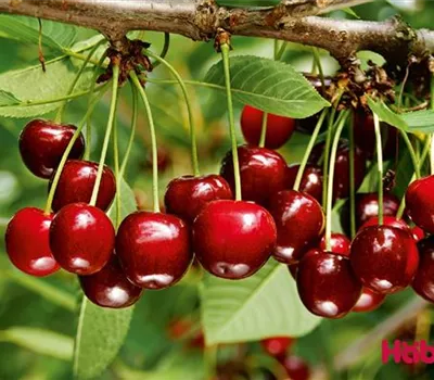 Prunus (Säulenkirsche) 'Sylvia'