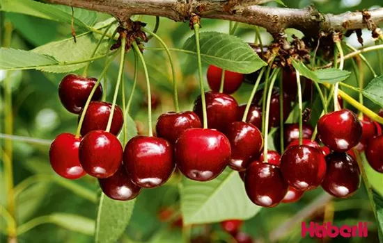 Prunus (Säulenkirsche) 'Sylvia'