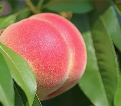 Prunus (Säulenpfirsich) 'Grazia'