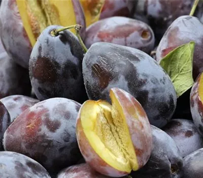 Prunus (Säulenzwetschge) 'Liane'