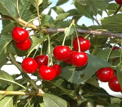 Prunus (Weichsel) 'Hallauer Aemli'