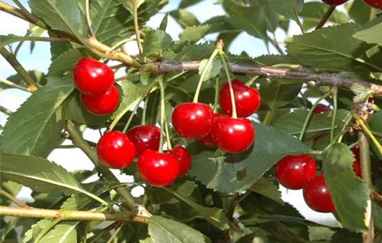 Prunus (Weichsel) 'Hallauer Aemli'