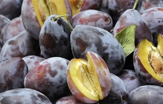 Prunus (Zwetschge) 'Bühler Frühzwetschge'