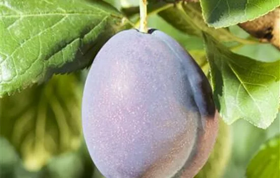 Prunus (Zwetschge) 'Fellenberg'
