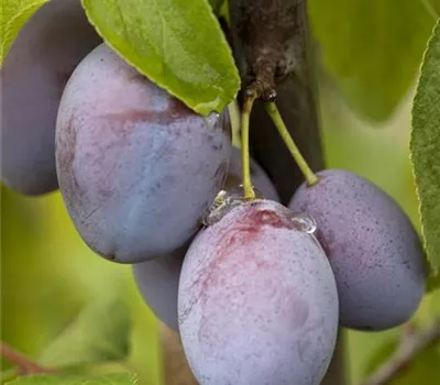 Prunus (Zwetschge) 'Hauszwetschge'