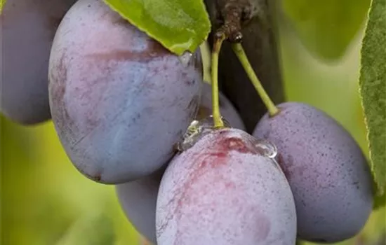 Prunus (Zwetschge) 'Hauszwetschge'