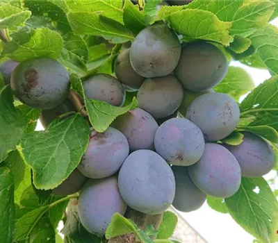 Prunus (Zwetschge) 'Katinka'