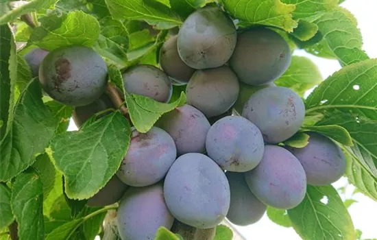 Prunus (Zwetschge) 'Katinka'