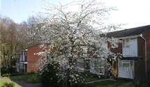 Vogelkirsche