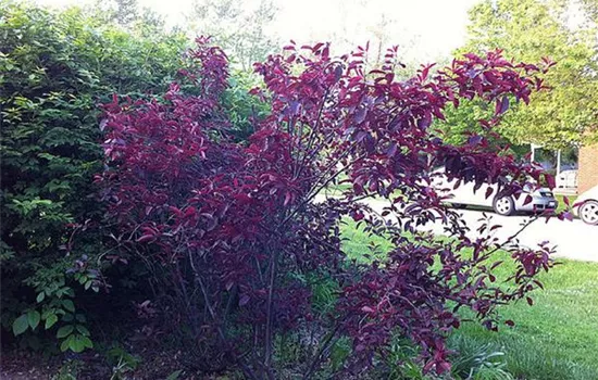 Prunus cistena (x)
