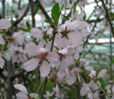Prunus dulcis 'Rosella'