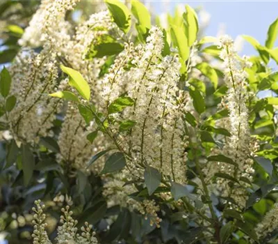 Prunus lusitanica 'Angustifolia'