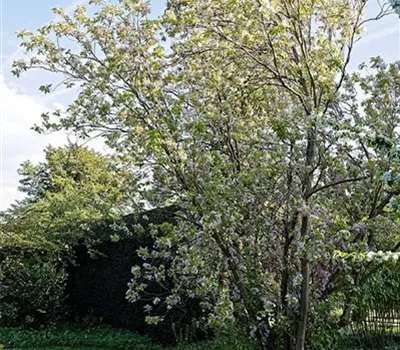 Prunus serrulata 'Amanogawa'