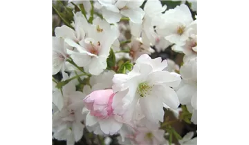 Japanische Kirsche