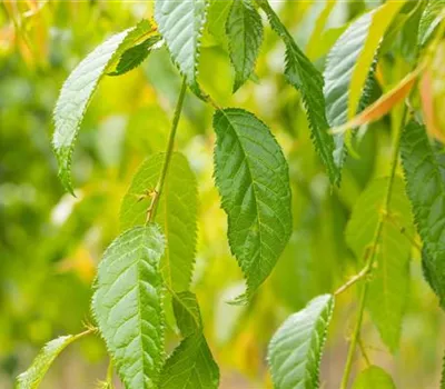 Prunus serrulata 'Kiku-shidare'