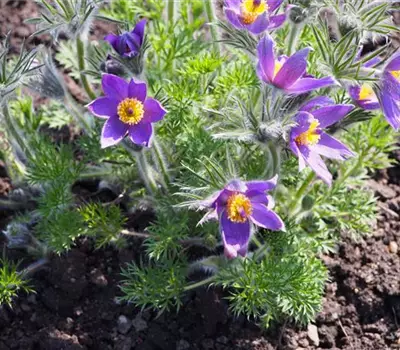 Pulsatilla vulgaris