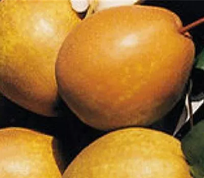 Pyrus (Birne) 'Benita' Pyrus (Birne) 'Benita'