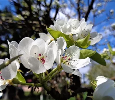 Pyrus (Birne) 'Comice' Pyrus (Birne) 'Comice'