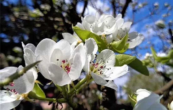 Pyrus (Birne) 'Comice'
