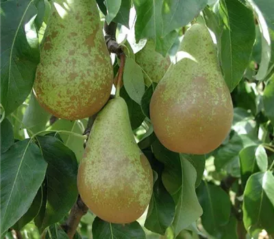 Pyrus (Birne) 'Conférence' Pyrus (Birne) 'Conférence'