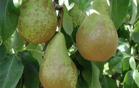 Pyrus (Birne) 'Conférence'