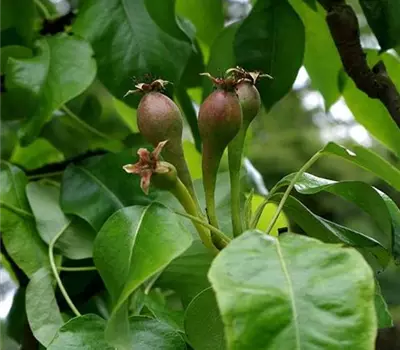 Pyrus (Birne) 'Conférence'